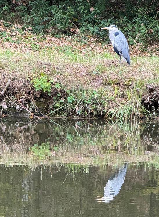 Heron